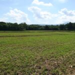 avenir-agriculture-biologique-cadmium-featured