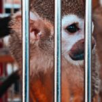 L'Avenir du Commerce des Animaux Exotiques : Risques et Perspectives avenir-commerce-animaux-exotiques-featured