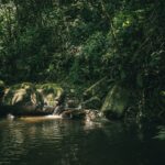 Découvrir l'Ayahuasca : Un Guide Pratique pour les Débutants decouvrir-l-ayahuasca-guide-debutants-featured