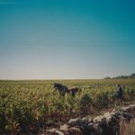 canicule-questions-frequemment-posees-featured