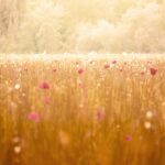Analyse des Canicules : Comparaison des Épisodes de Chaleur en France comparaison-canicules-france-featured