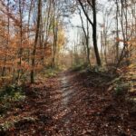 Préserver les Écosystèmes de Fontainebleau : Conseils Pratiques pour les Amoureux de la Nature preserver-ecosystemes-fontainebleau-featured