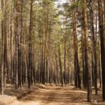 prevenir-gerer-incendies-foret-featured