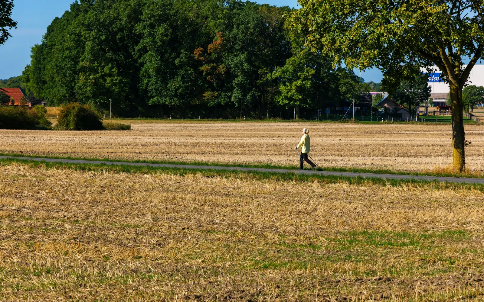 Marcheur pratiquant la marche nordique avec bâtons sur un chemin entre des champs dorés